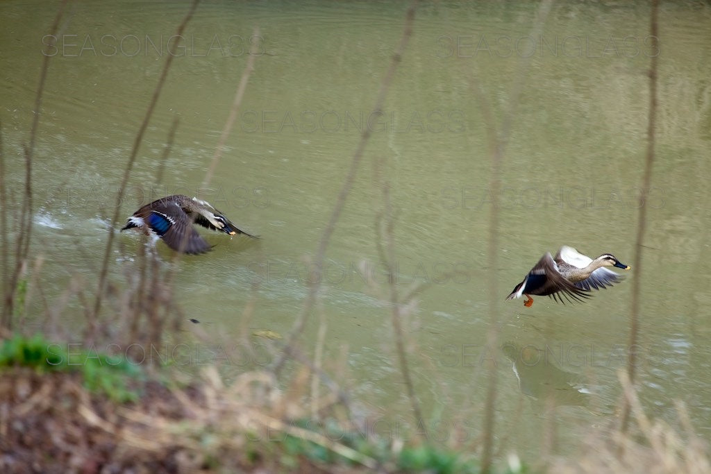 Spot-billed Ducks