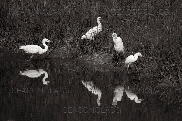 Egrets