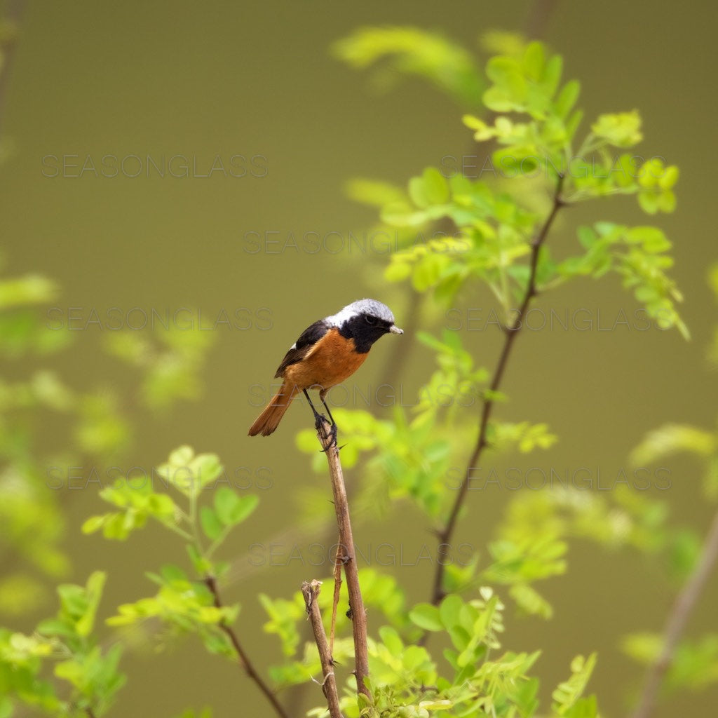 Male Daurian Redstart