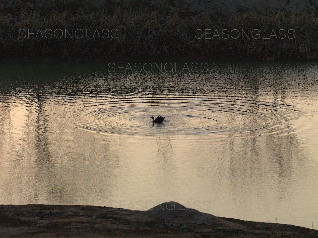 Spot-billed Duck