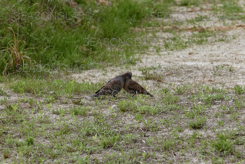 Pair of Turtledoves