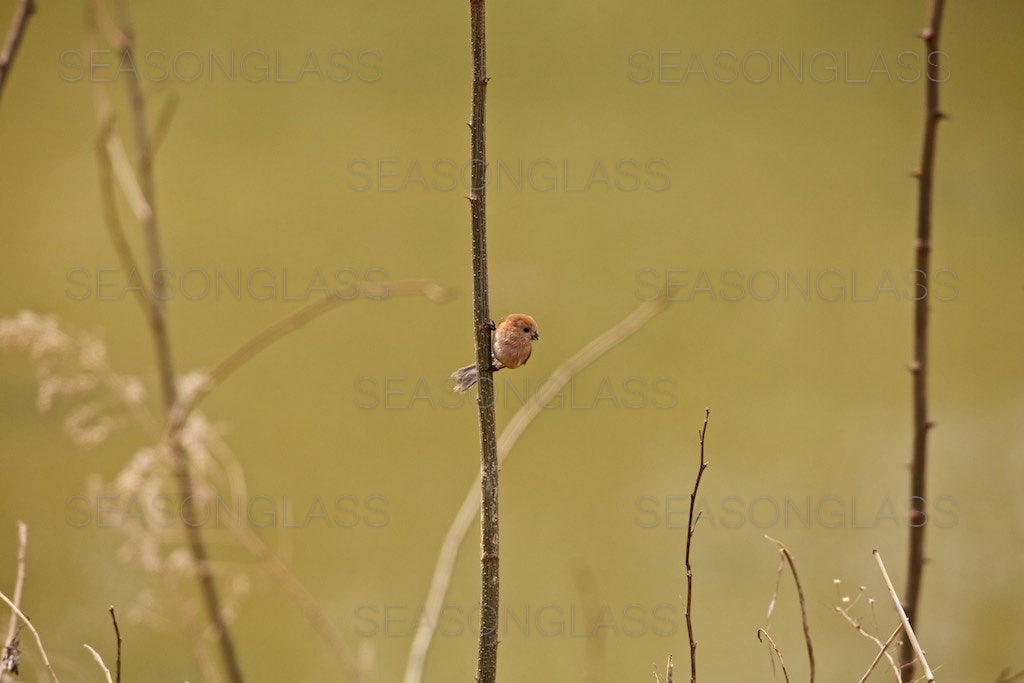 Vinous-throated Parrotbill