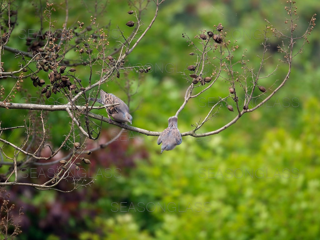 Turtledoves on Paulownia Tree