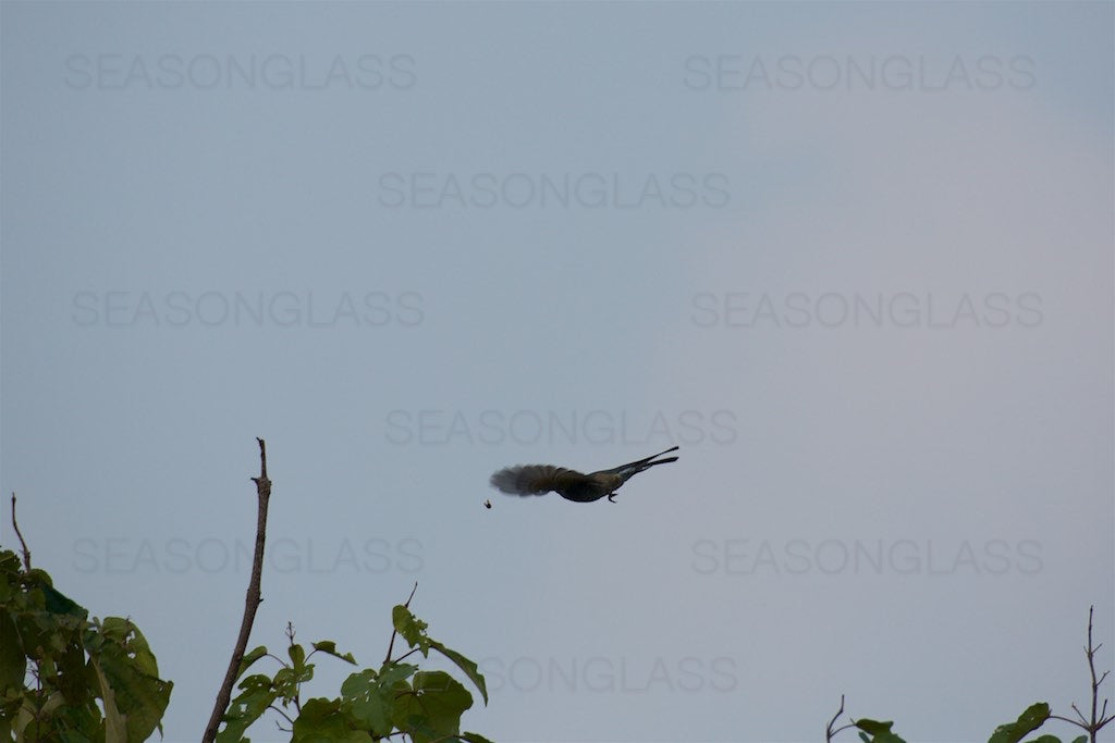 Brown-eared Bulbul with Insect