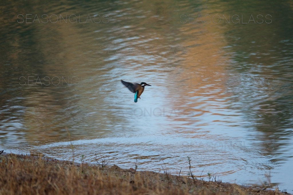 Common Kingfisher