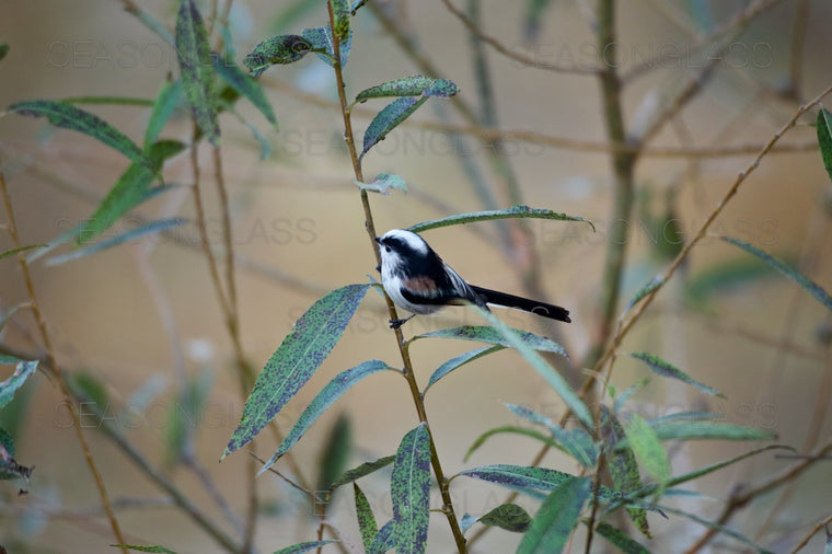 Long-tailed Tit