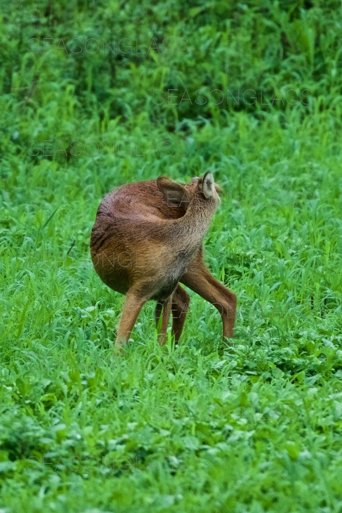 Water Deer