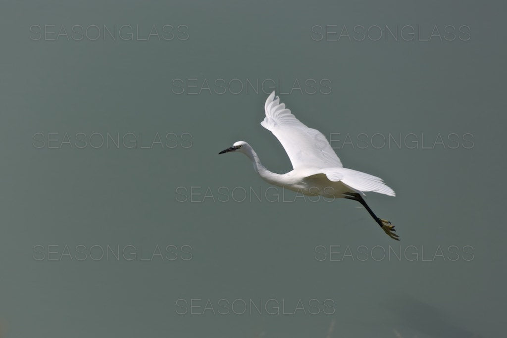 Egret