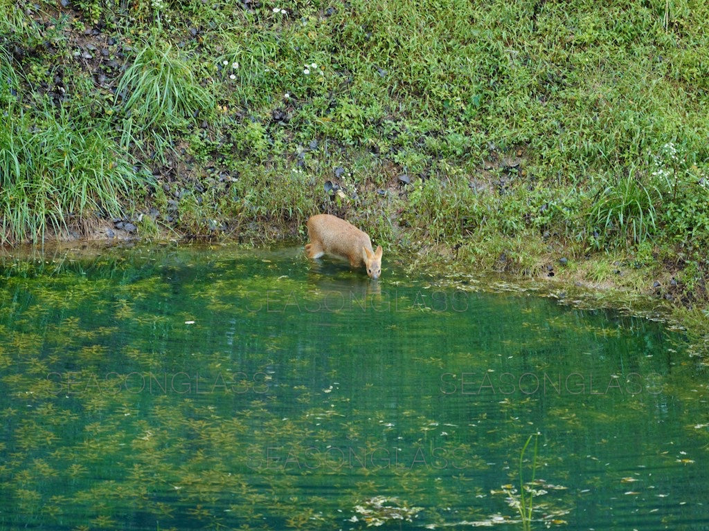 Water Deer