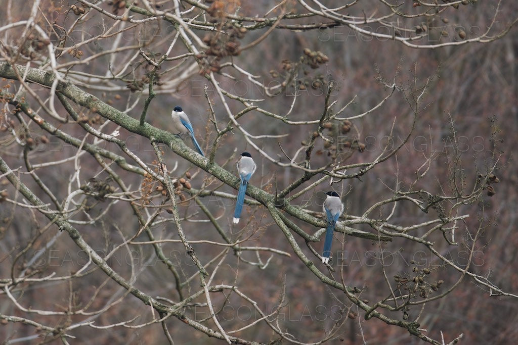 Azure-winged Magpies