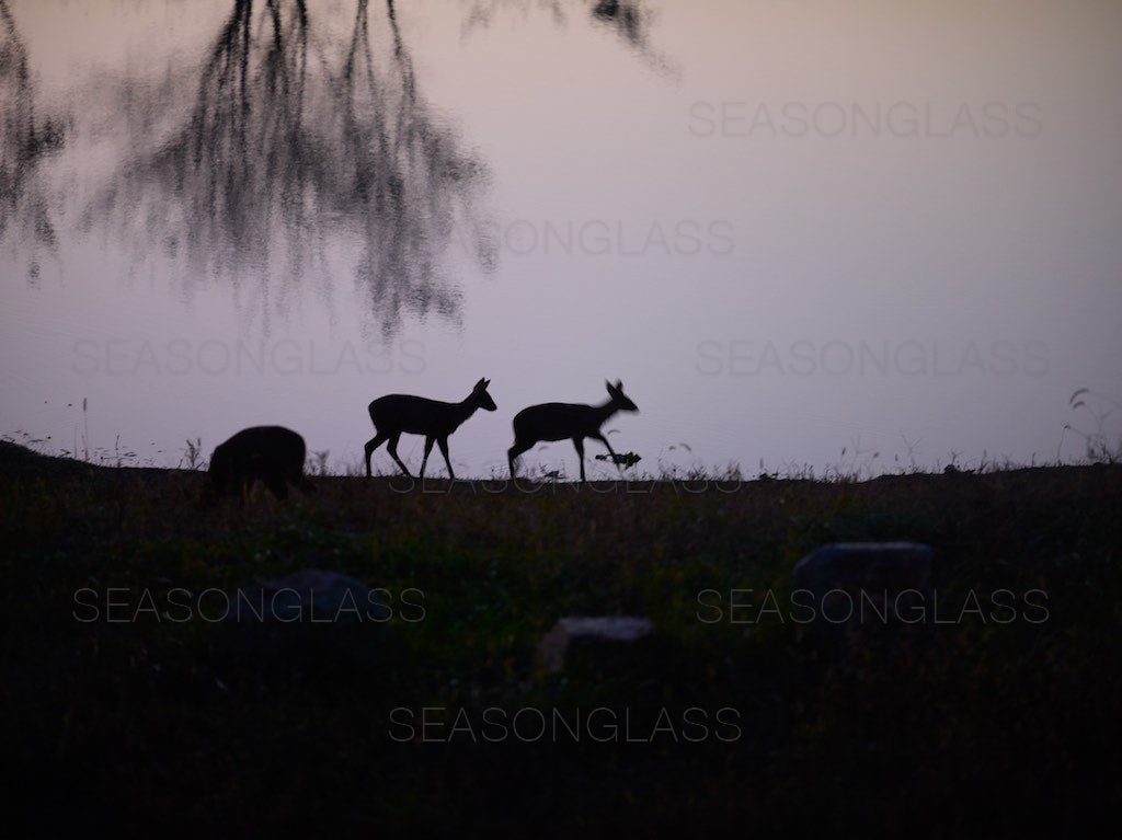 Water Deer