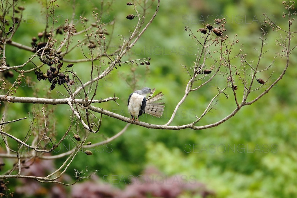 Chinese Sparrowhawk