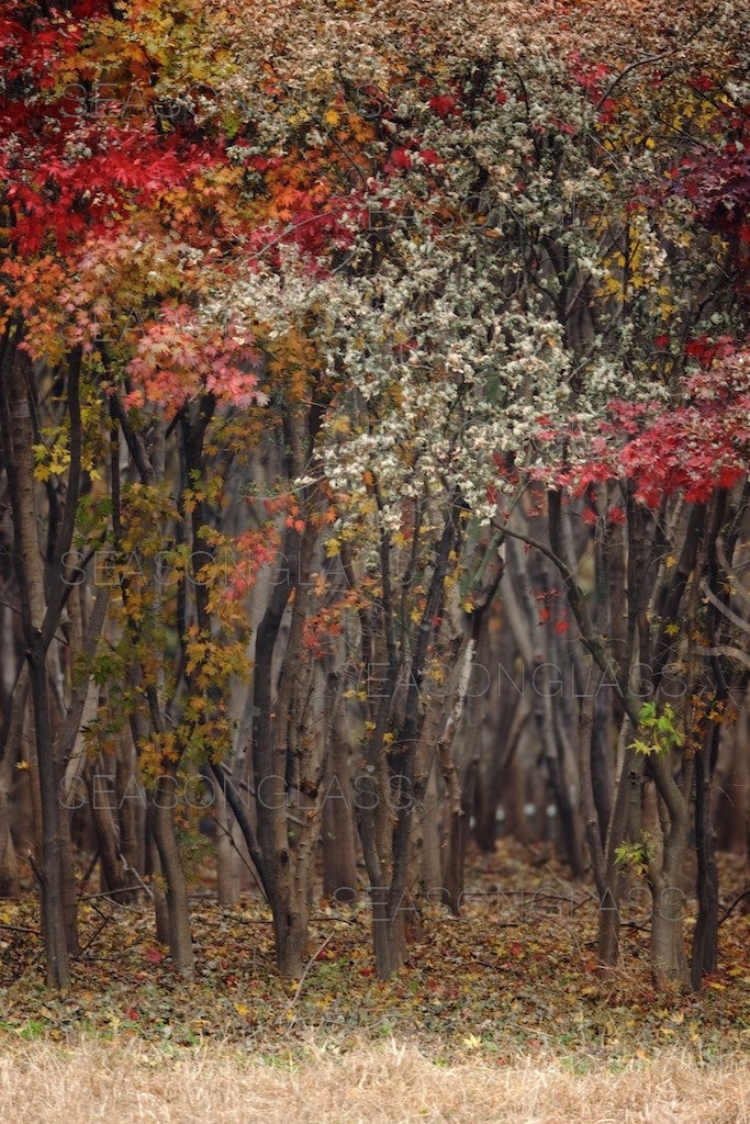 Maple Trees in Autumn