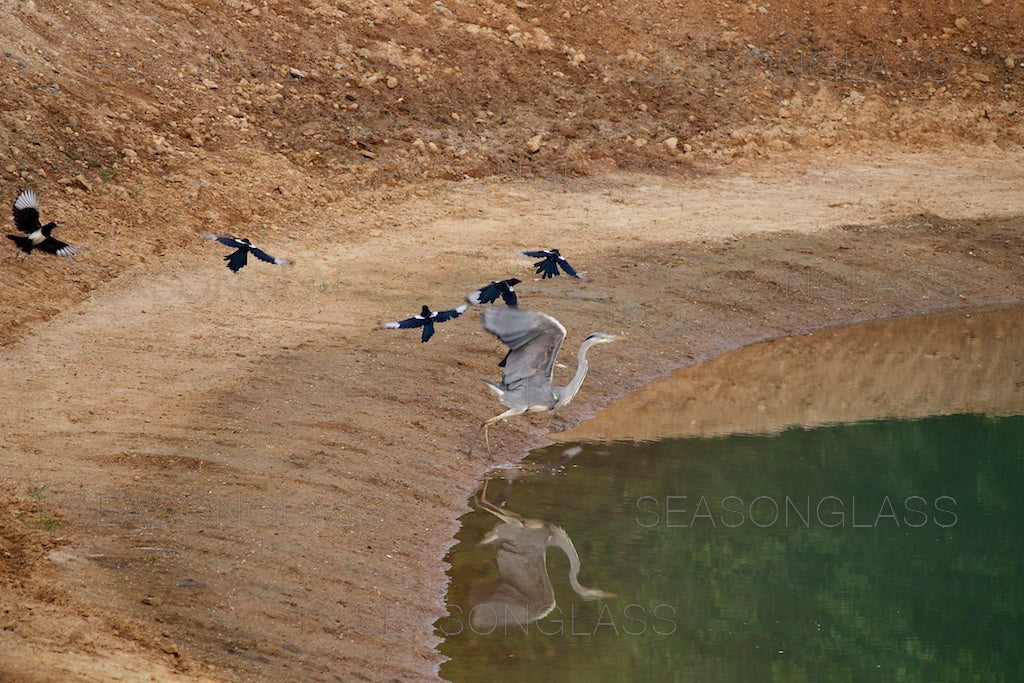 Magpies Harassing Grey Heron