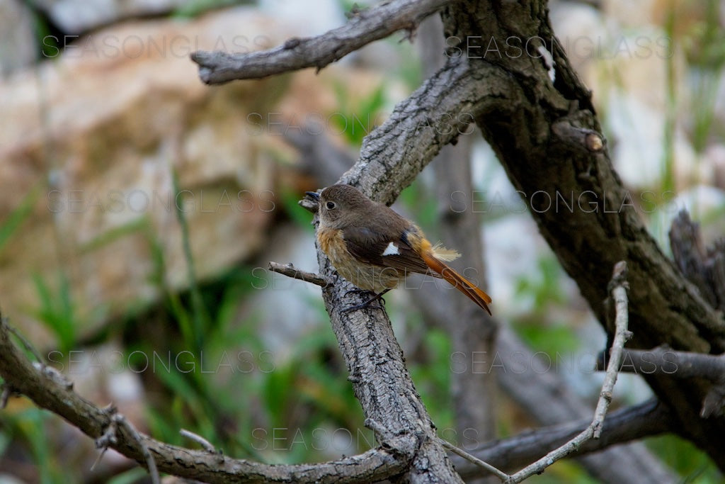 Female Daurian Redstart