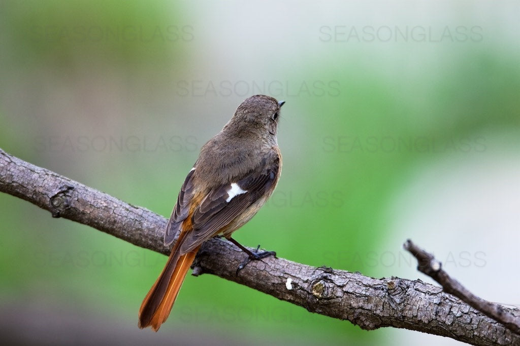 Female Daurian Redstart