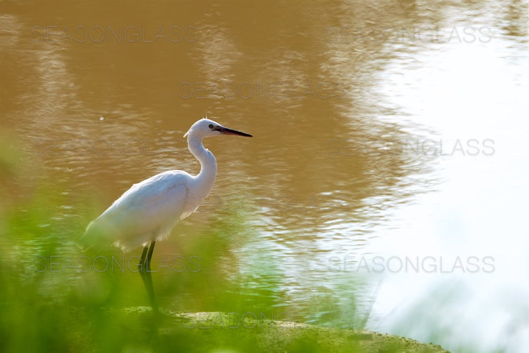 Egret