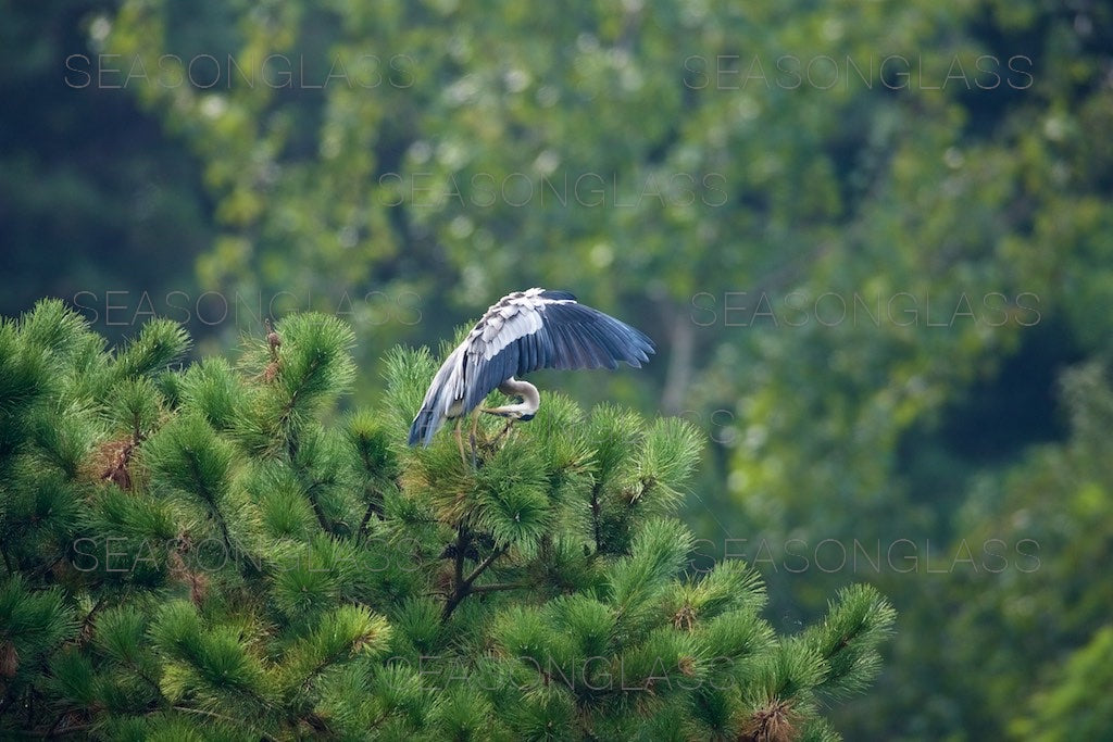 Grey Heron on Pine Tree