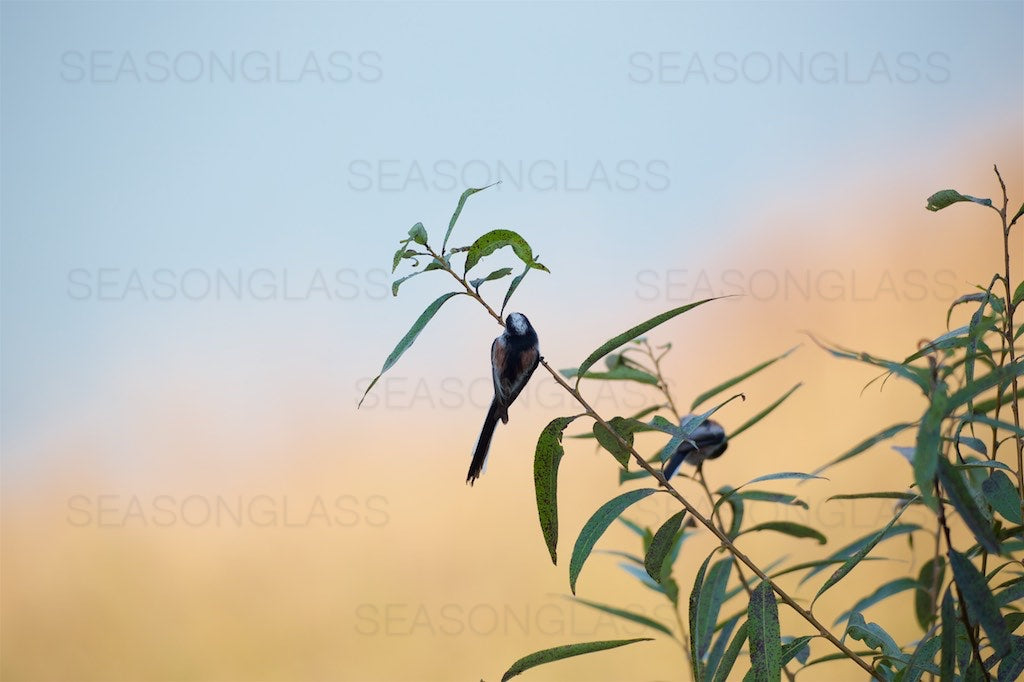 Long-tailed Tits