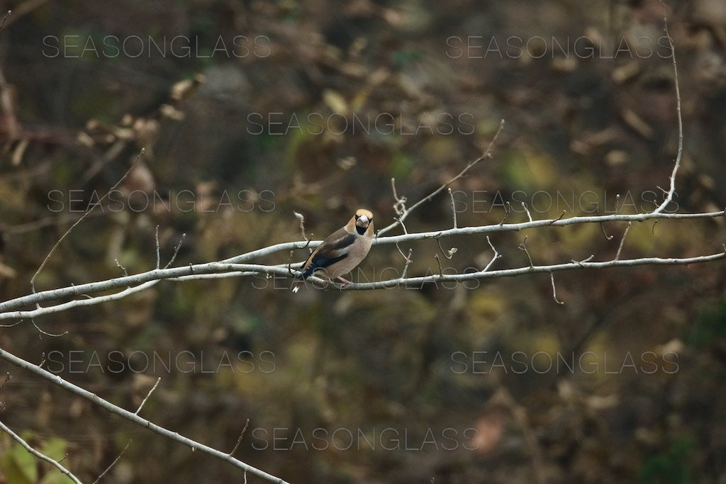 Hawfinch