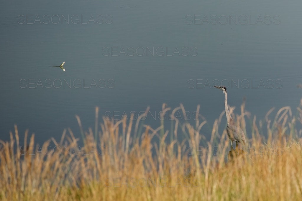 Grey Heron and Fish