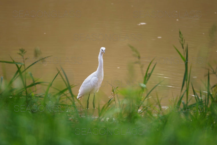 Egret