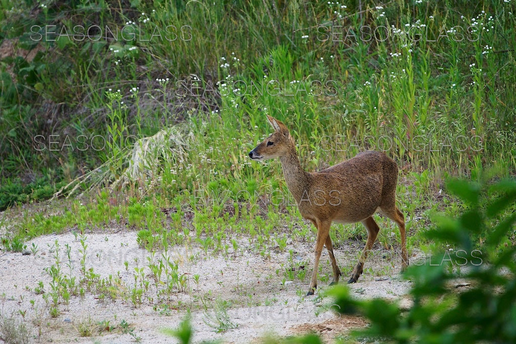 Water Deer