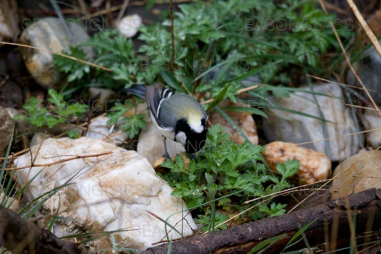 Great Tit