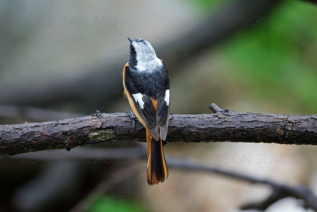 Male Daurian Redstart