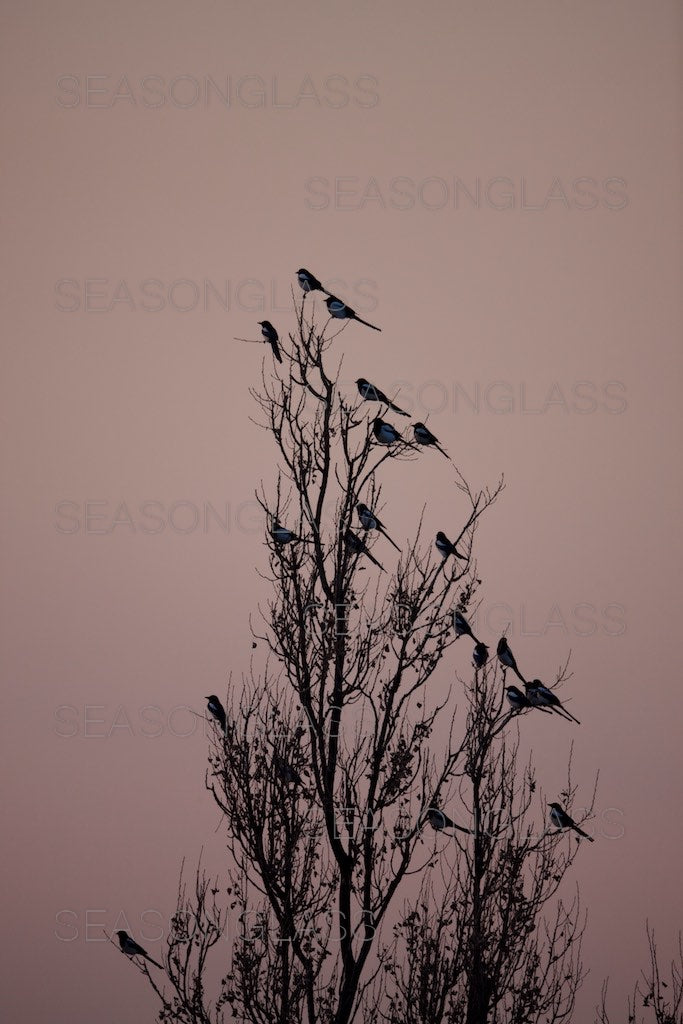 Flock of Magpies