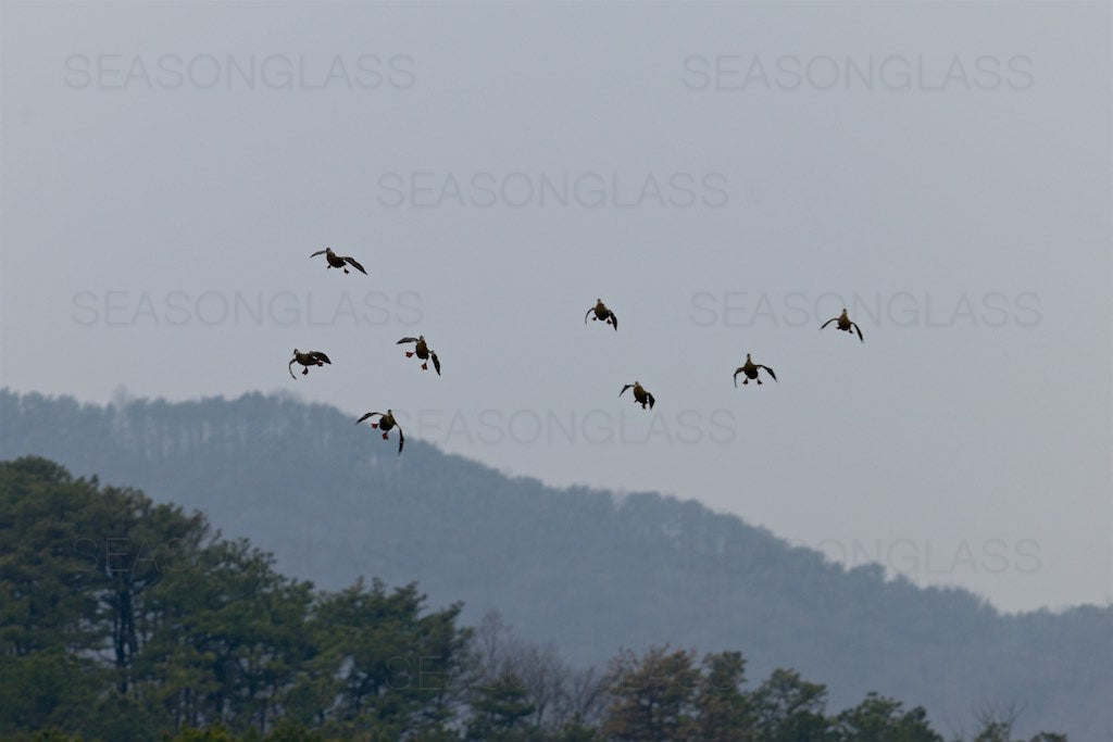 Spot-billed Ducks