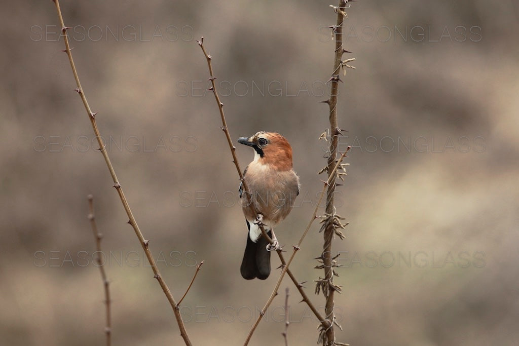 Eurasian Jay