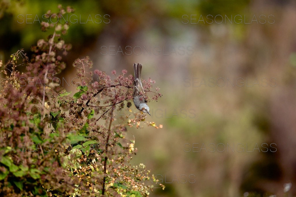 Brown-eared Bulbul