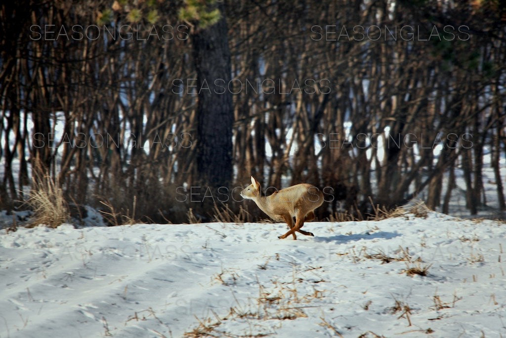 Water Deer