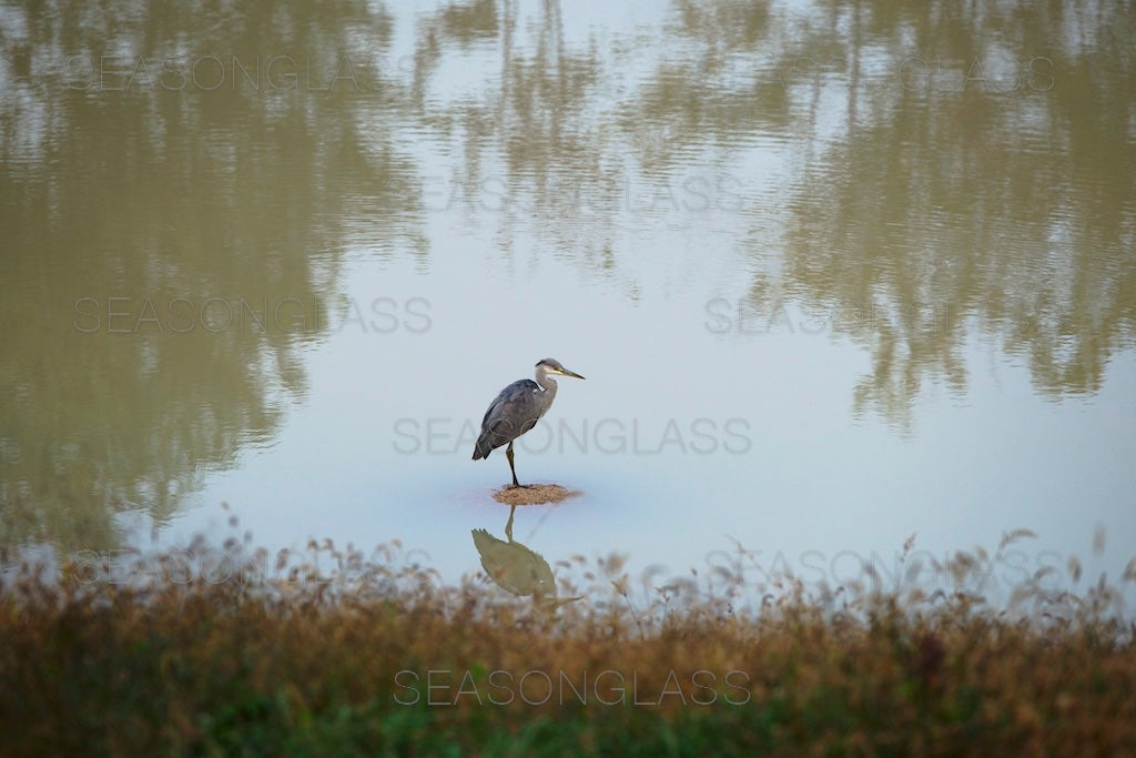 Grey Heron