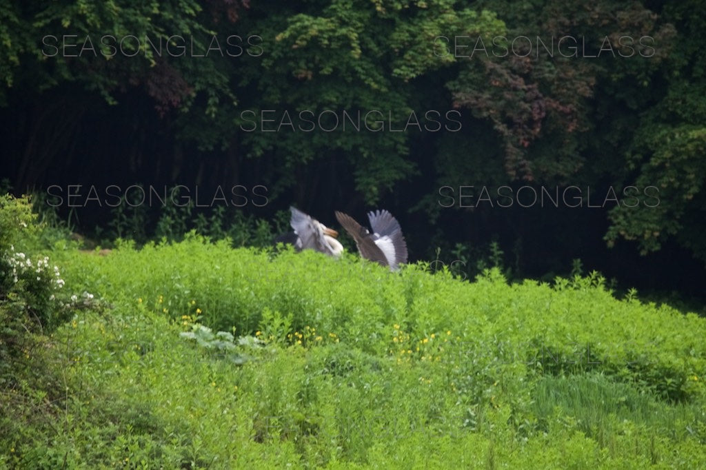 Grey Herons