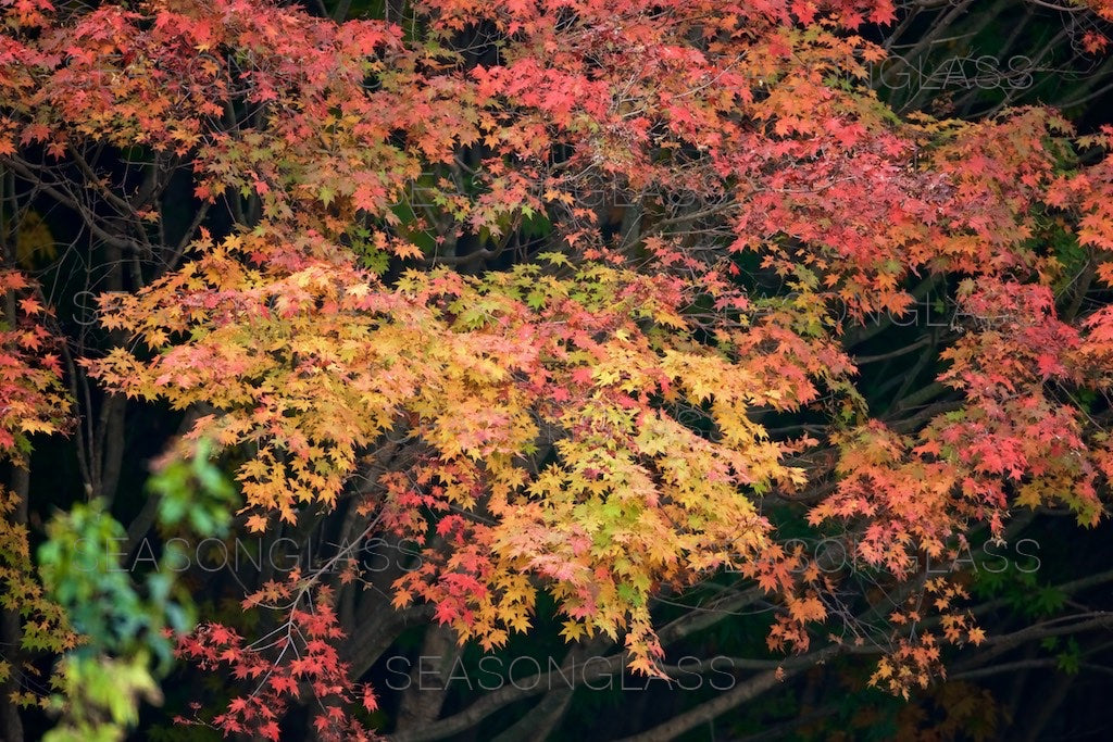 Maple Trees in Autumn