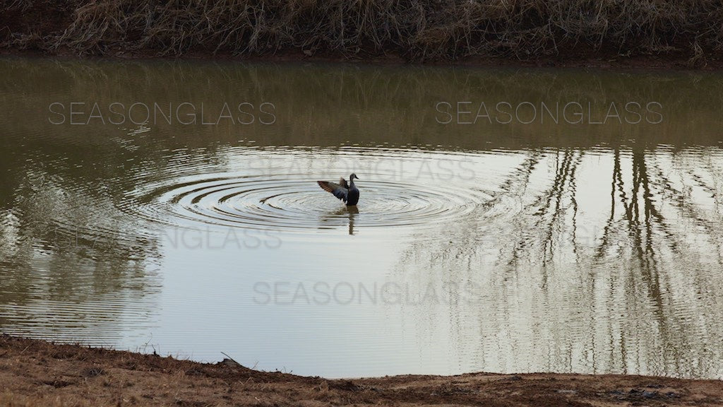 Spot-billed Duck