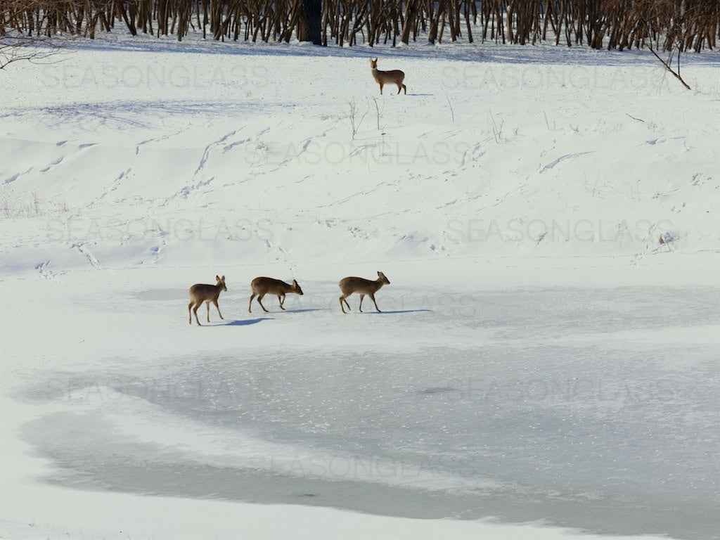 Water Deer