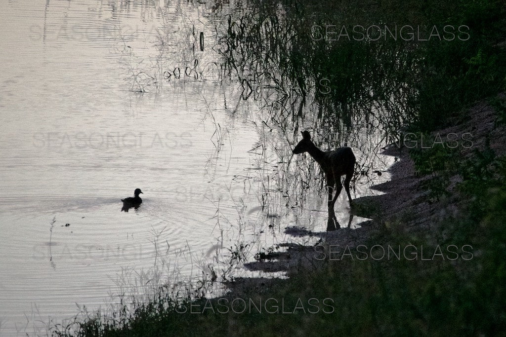 Duck and Water Deer