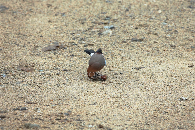 Eurasian Jay