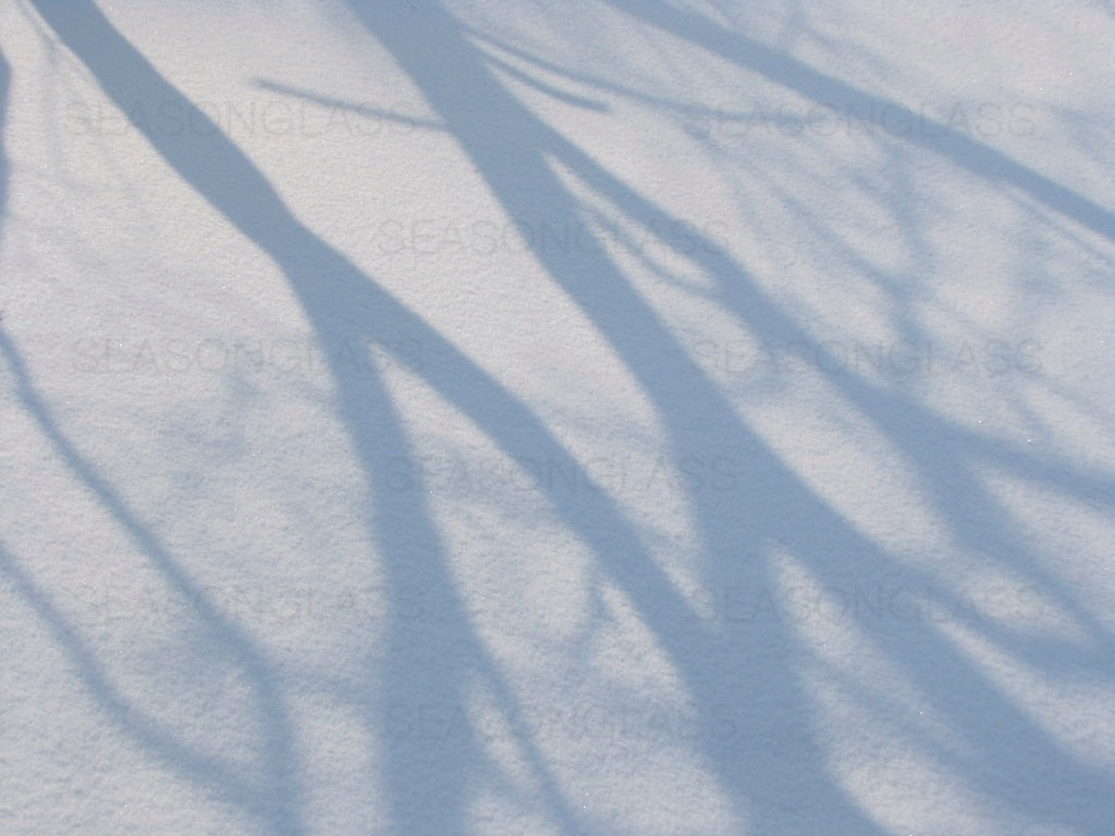 Tree Shadows on Snow