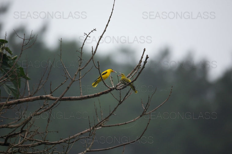 Black-naped Orioles