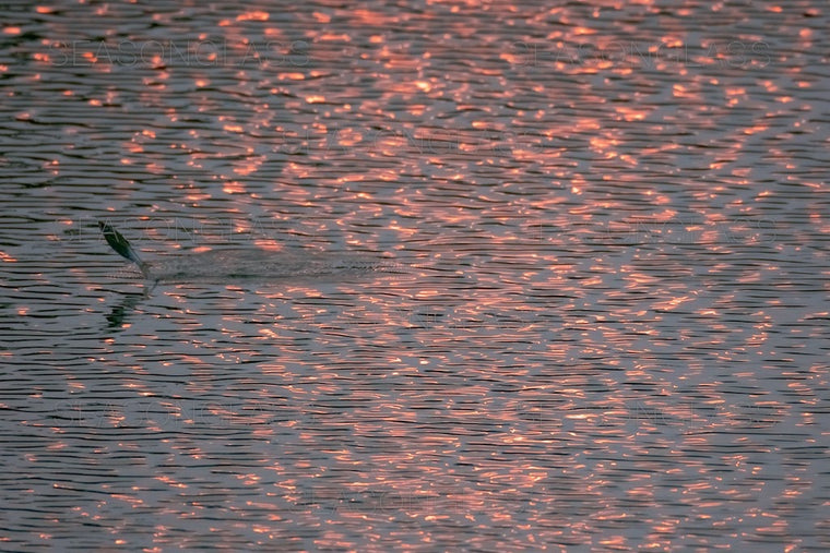 Fish on Water