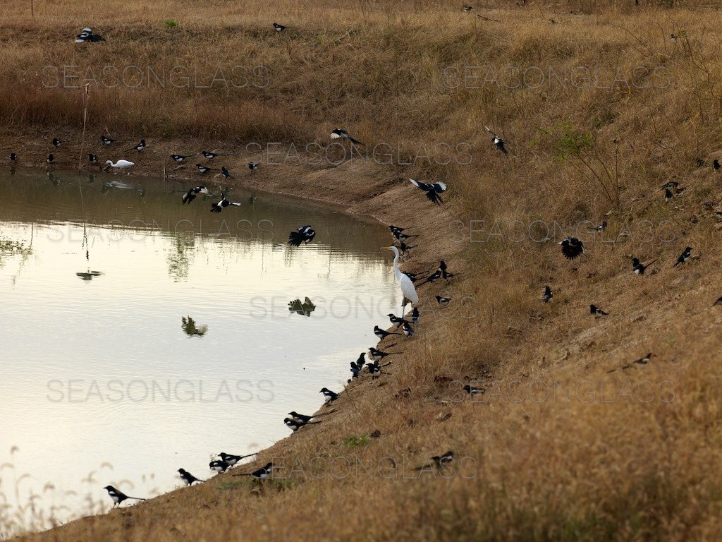 Magpies and Egret