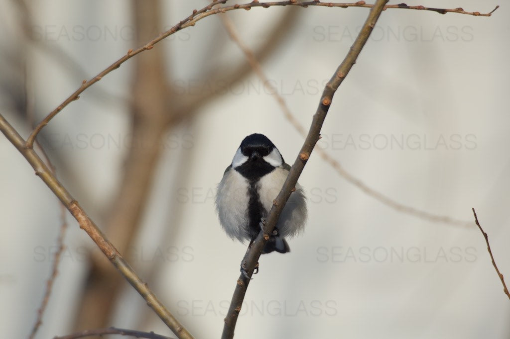 Great Tit