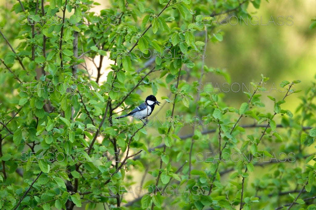 Great Tit with Insect