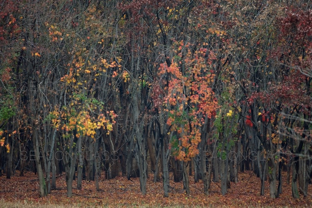 Maple Trees in Autumn