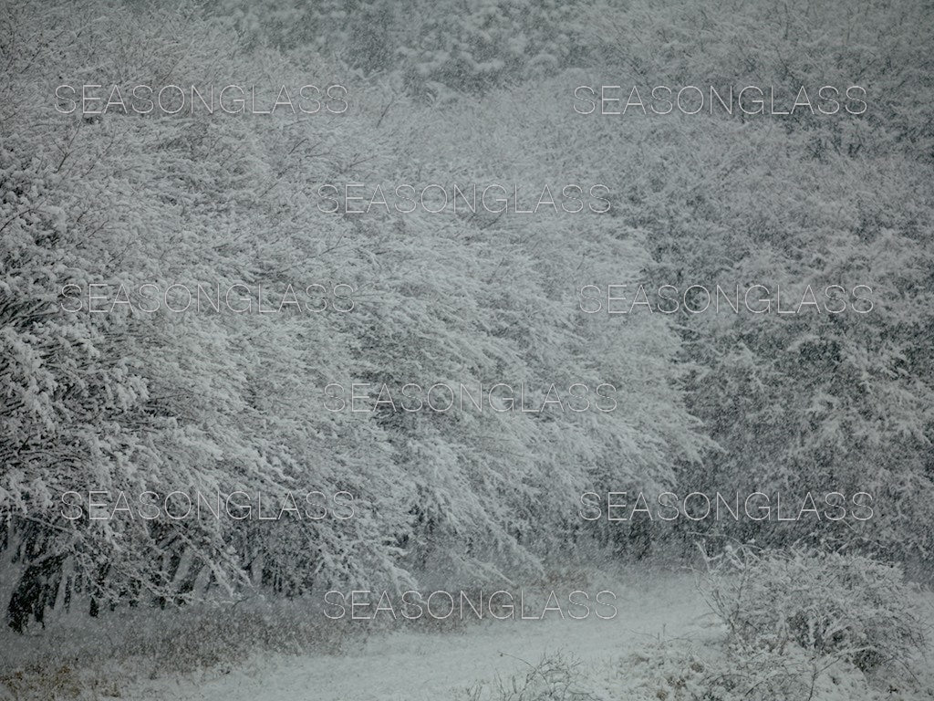 Maple Trees in Winter