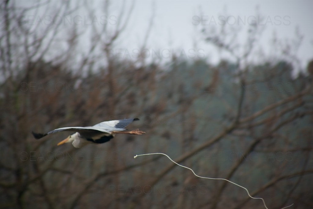 Grey Heron Releasing Droppings